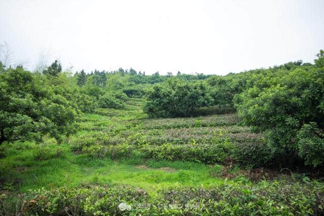 溧阳大石山：邂逅一片紫色花海