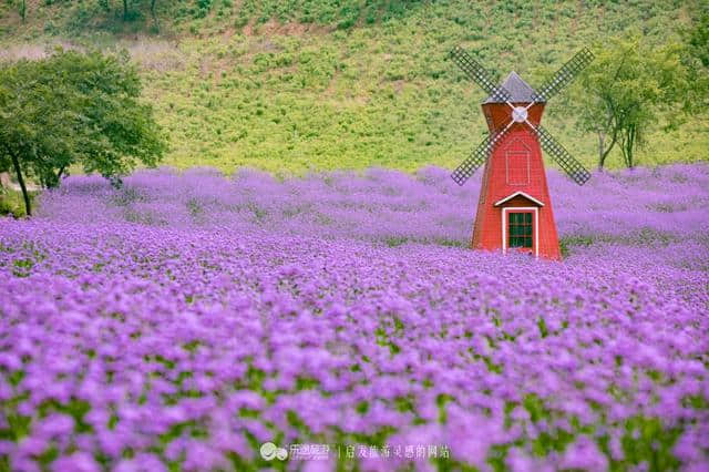 溧阳大石山：邂逅一片紫色花海