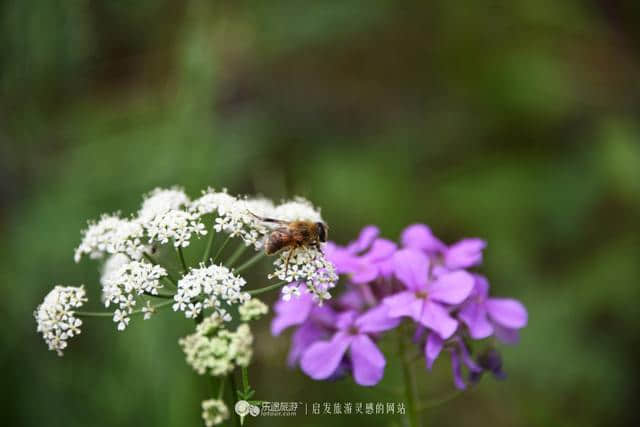 暑假里，带着童真感受雾灵山的花草清爽