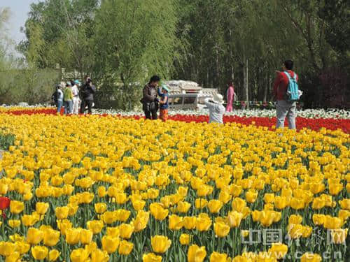 新疆五家渠市第十一届郁金香节开幕