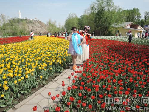 新疆五家渠市第十一届郁金香节开幕