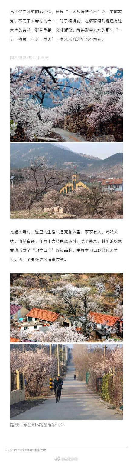 干货！青岛崂山全域旅游春季赏花攻略