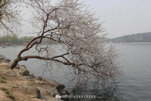 遇见，颐和园之不同春色