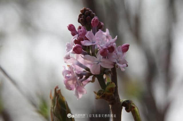 遇见，颐和园之不同春色