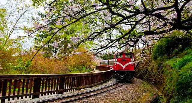 回归自然，神木，樱花，云海，日出是阿里山名扬四海的四大胜景