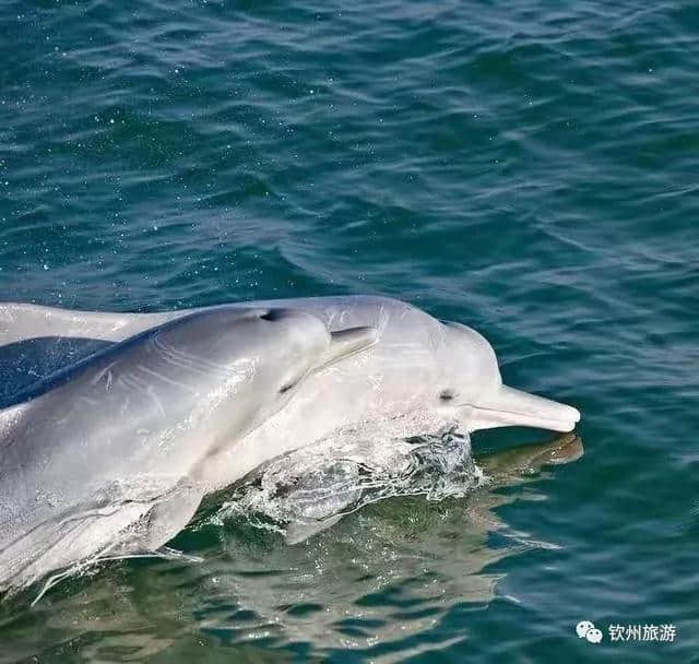 慢时光丨钦州海边一家文艺小清新的渔家驿站，美skr人