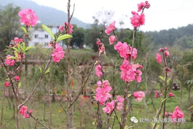 三八妇女节，八寨沟景区准备了一系列活动等你来