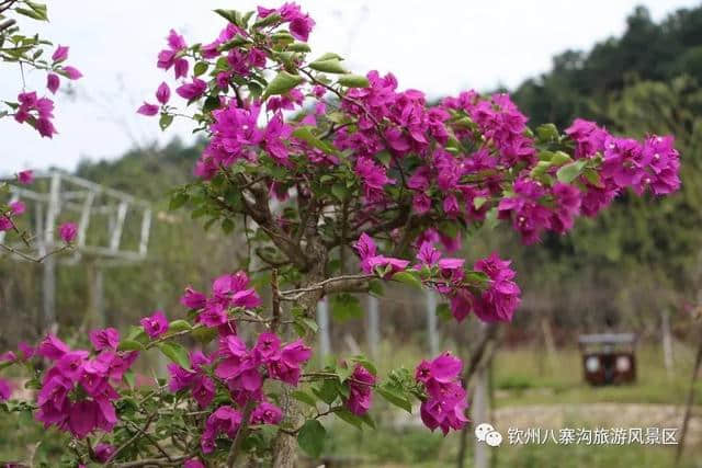 三八妇女节，八寨沟景区准备了一系列活动等你来