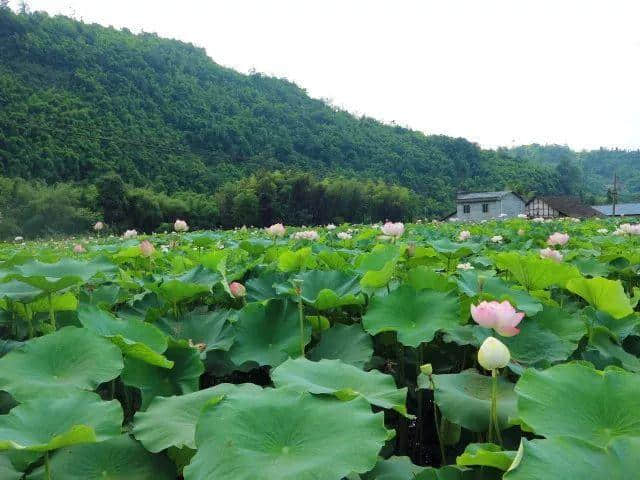 乐山颜值爆表的小众旅游地，趁年轻还是多转转吧！