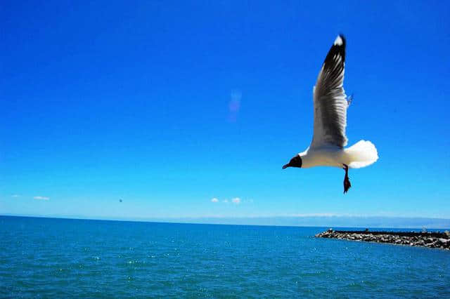 青藏旅游攻略之青海湖