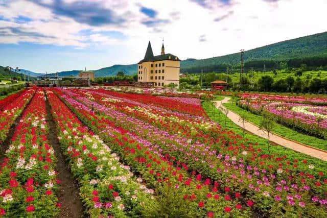 朗乡花海 林都伊春的百花园