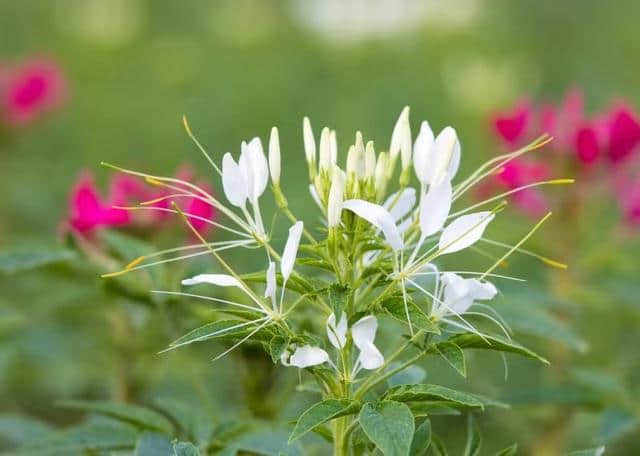 伊春朗乡花海迎四方宾客