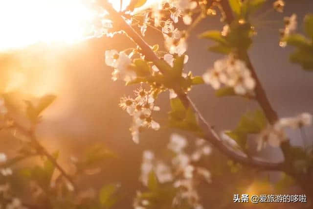 2月旅行地推荐，花都开好了，就差你了！