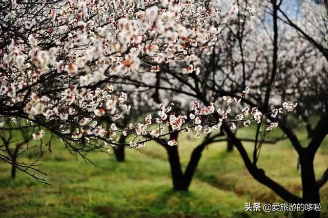 2月旅行地推荐，花都开好了，就差你了！