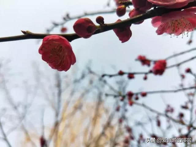 2月旅行地推荐，花都开好了，就差你了！