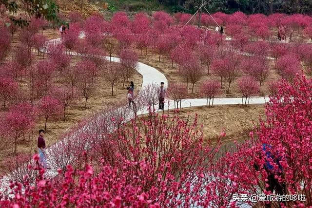 2月旅行地推荐，花都开好了，就差你了！