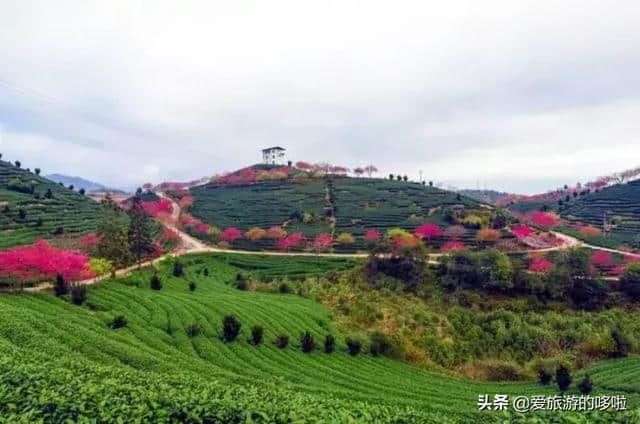 2月旅行地推荐，花都开好了，就差你了！