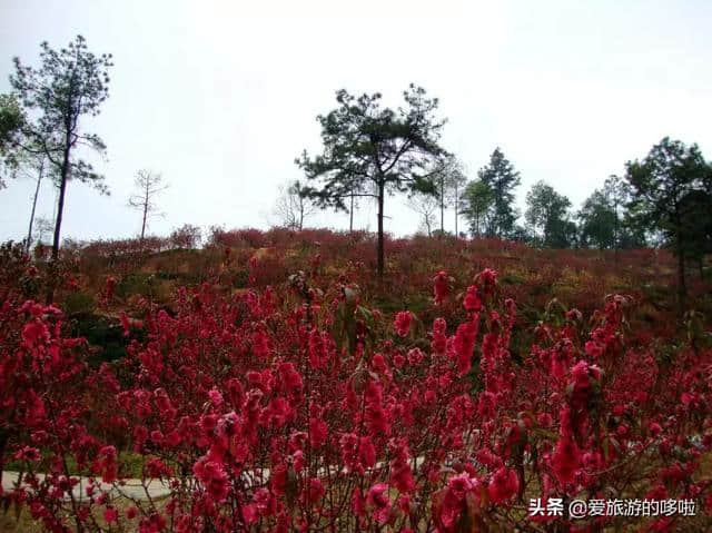 2月旅行地推荐，花都开好了，就差你了！