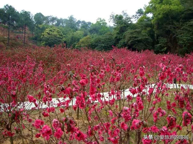 2月旅行地推荐，花都开好了，就差你了！