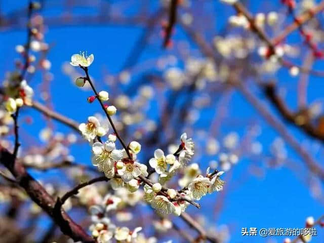 2月旅行地推荐，花都开好了，就差你了！