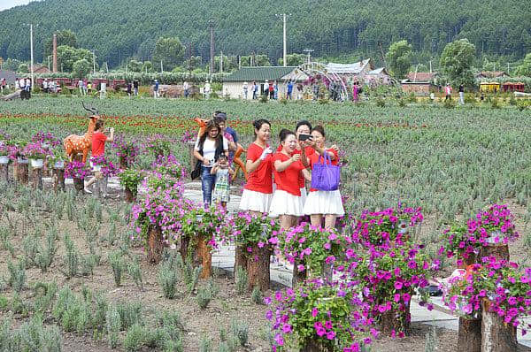 朗乡花海航母扬帆起航