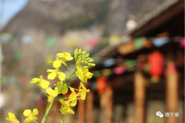 满目金黄！黔南最美的油菜花游玩地已开成花海！准备出游吧~