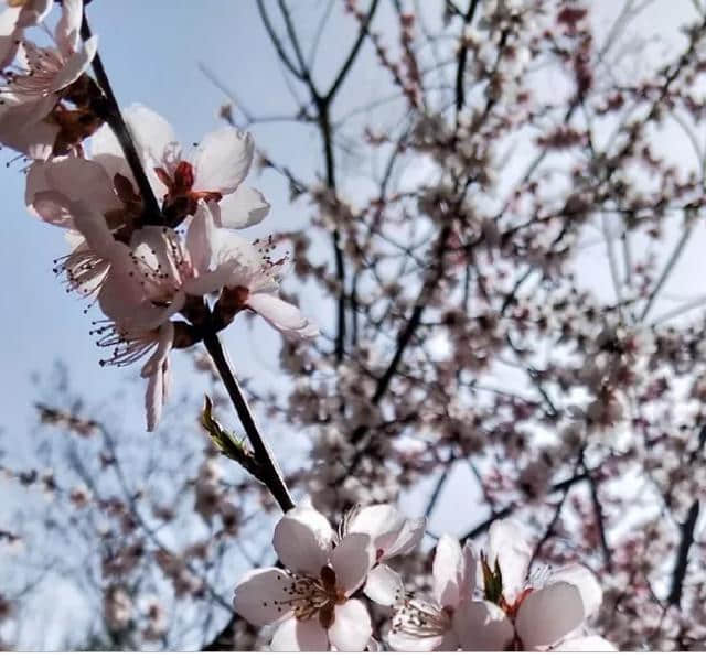 清明节假期兰州赏花地图，收藏！