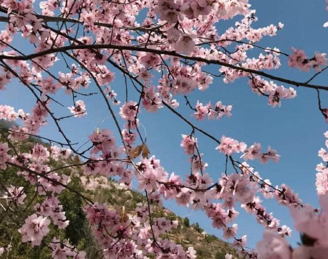 清明节假期兰州赏花地图，收藏！