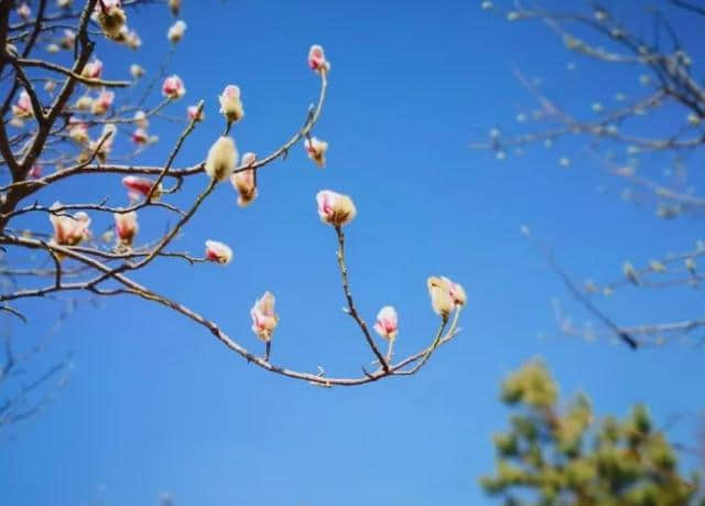 清明节假期兰州赏花地图，收藏！