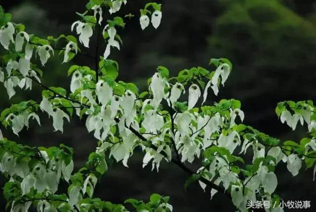 美到没朋友！5月四川的最佳旅行地，准备出发吧！