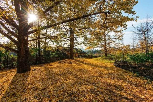 11月最佳旅行地！这些地方已经美成仙境，再不出发就会晚了