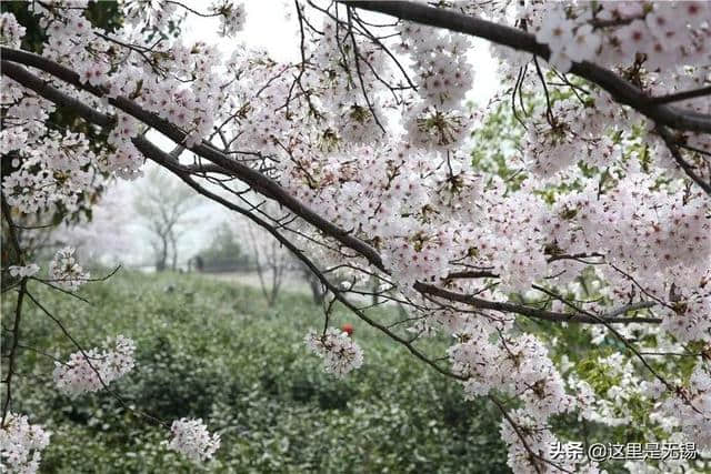 无锡还有这么个人少花多的赏樱圣地，你去过吗？