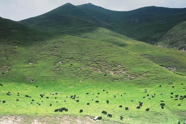 「旅行攻略」青藏高原 朝圣者的天堂，是纯净心灵的慰藉