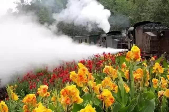 准备好了吗？网红小火车花季之旅鸣笛启航……