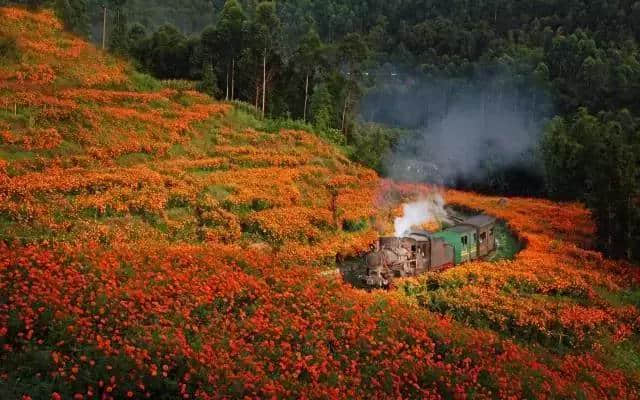 准备好了吗？网红小火车花季之旅鸣笛启航……