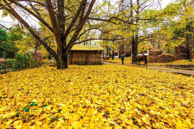 11月旅游榜单，不知道去哪的可以去这些地方