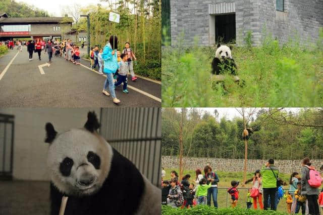 都江堰青城山最完全攻略！（含到达交通及前后山登山路线）