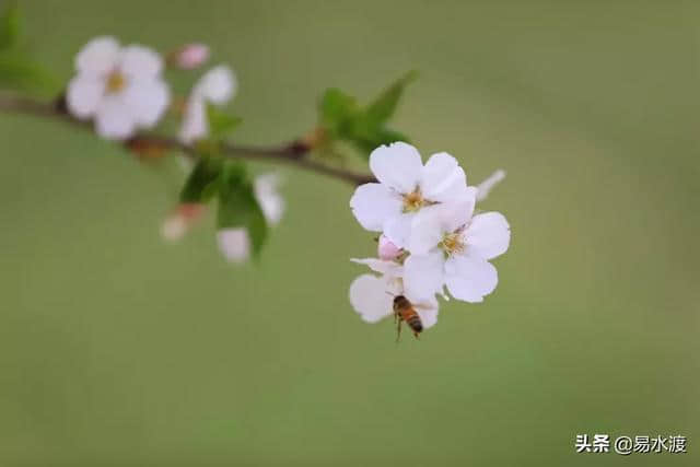 提醒：狼牙山景区暂时关闭，狼牙山万亩田园花海正常营业!