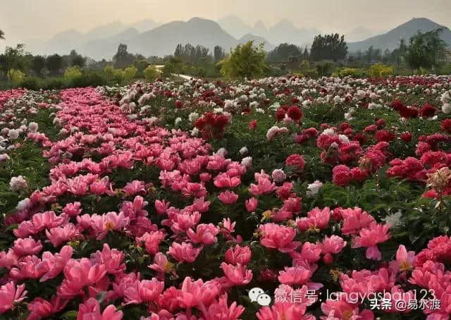 提醒：狼牙山景区暂时关闭，狼牙山万亩田园花海正常营业!