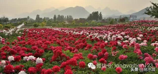 提醒：狼牙山景区暂时关闭，狼牙山万亩田园花海正常营业!