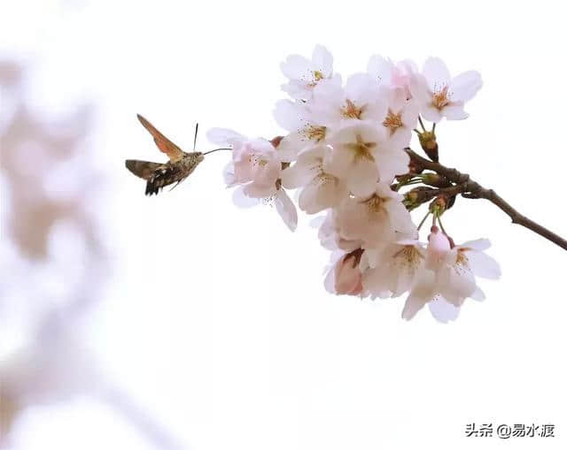 提醒：狼牙山景区暂时关闭，狼牙山万亩田园花海正常营业!