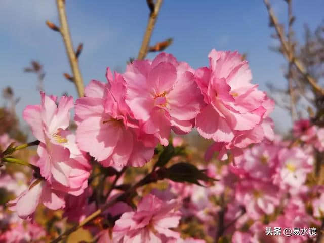 提醒：狼牙山景区暂时关闭，狼牙山万亩田园花海正常营业!