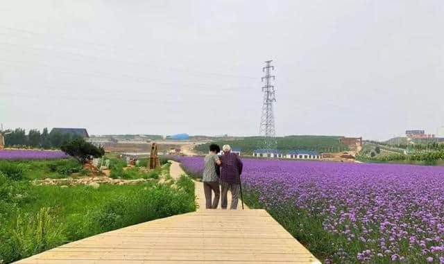 周末游河北｜秦皇岛惊现一片紫色花海，美过普罗旺斯，关键还免费！