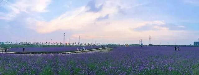 周末游河北｜秦皇岛惊现一片紫色花海，美过普罗旺斯，关键还免费！