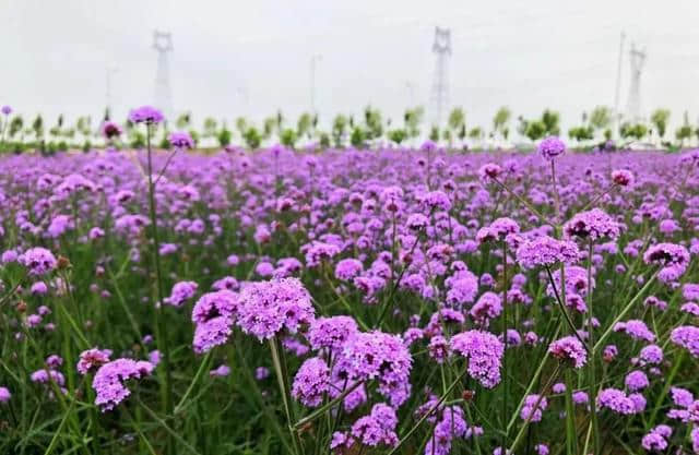 周末游河北｜秦皇岛惊现一片紫色花海，美过普罗旺斯，关键还免费！