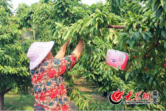 莱芜茶业口樱桃节打造主题景点融合乡村旅游