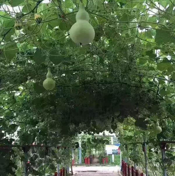 明月岛风景区这天免门票！赠送旅游纪念章！