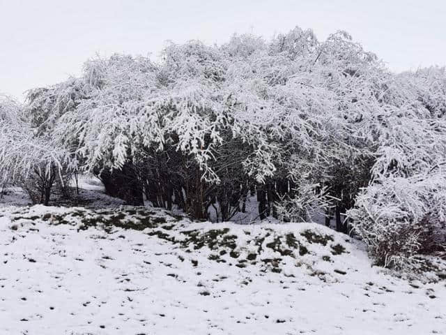 今天立夏第三天，金色大漠摄影团在郎木寺奇遇大雪，极美