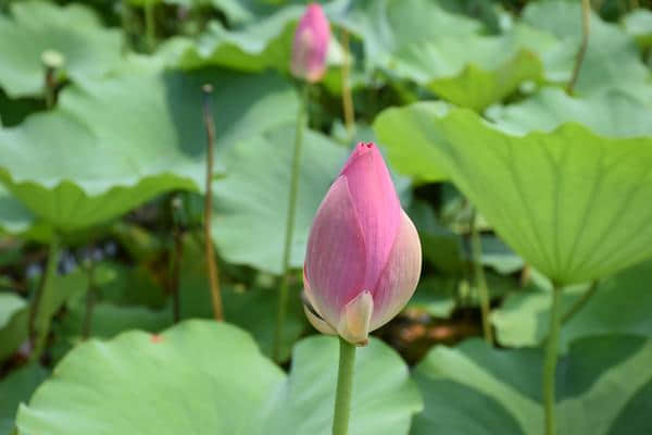 微山湖观荷