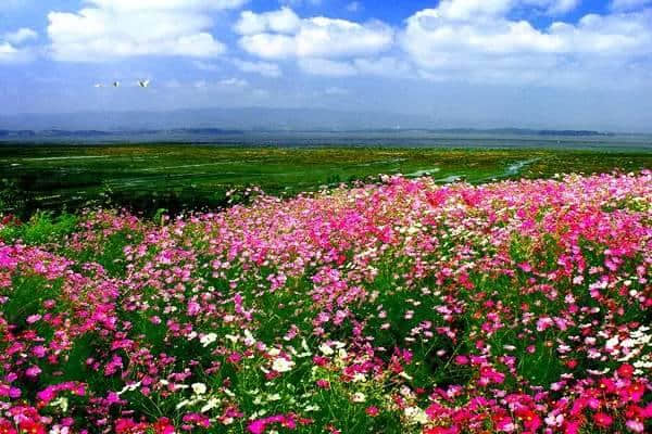 厌倦了昆大丽，此生一定要去一趟这里，鲜花遍地...